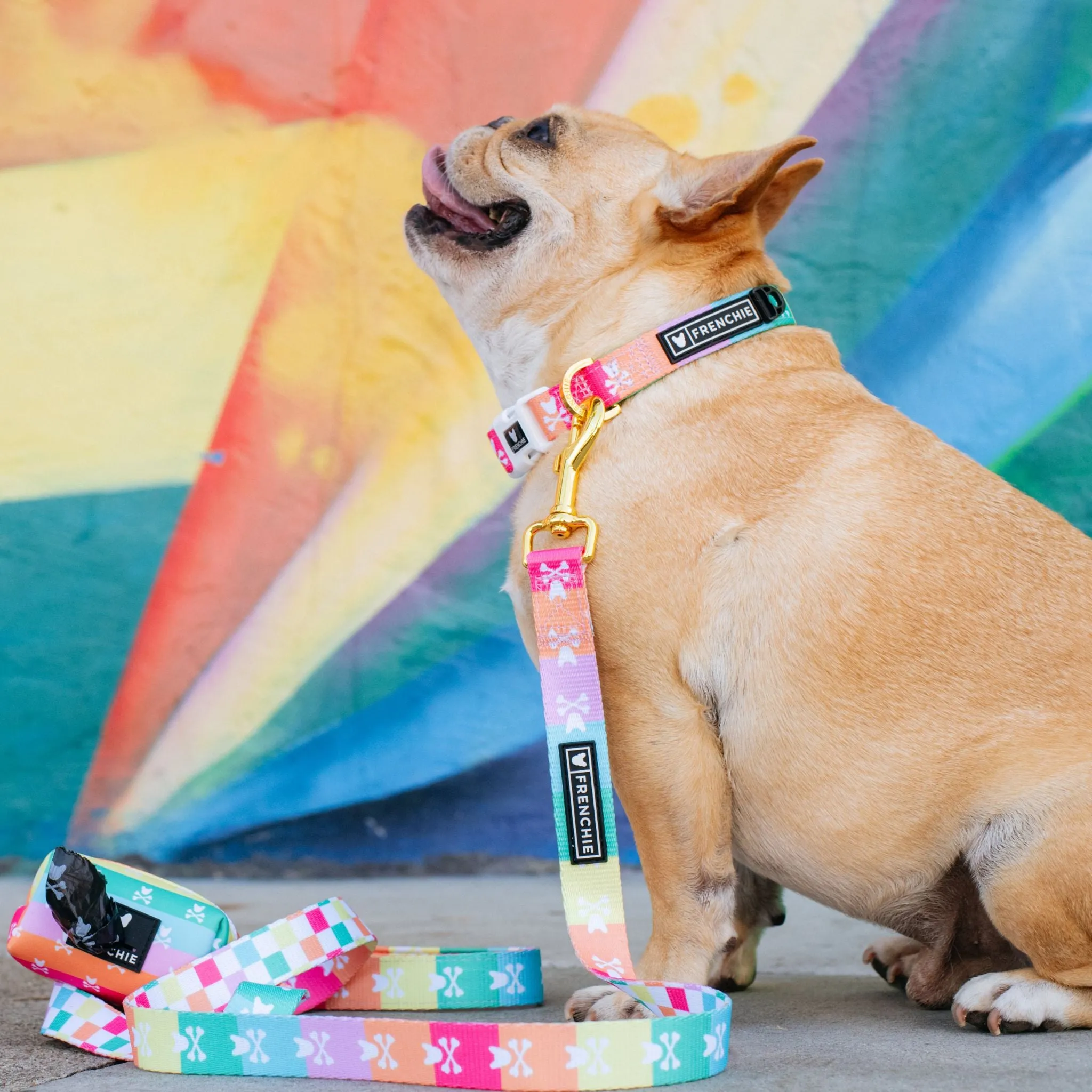 Frenchie Comfort Leash - Rainbow Bad to the Bone