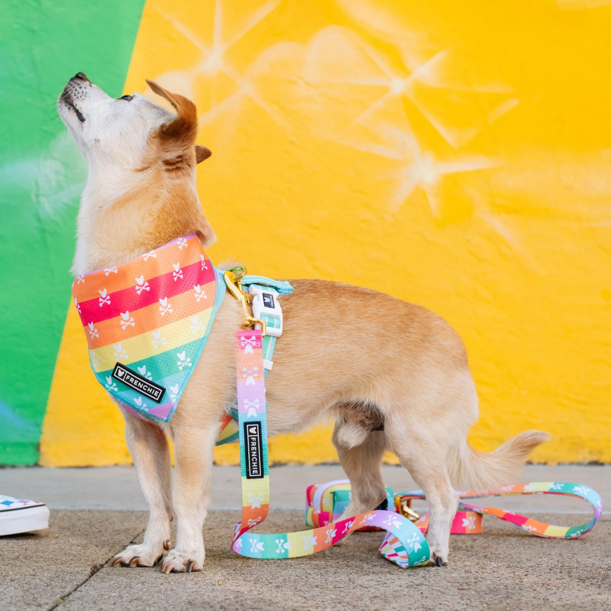 Frenchie Comfort Leash - Rainbow Bad to the Bone