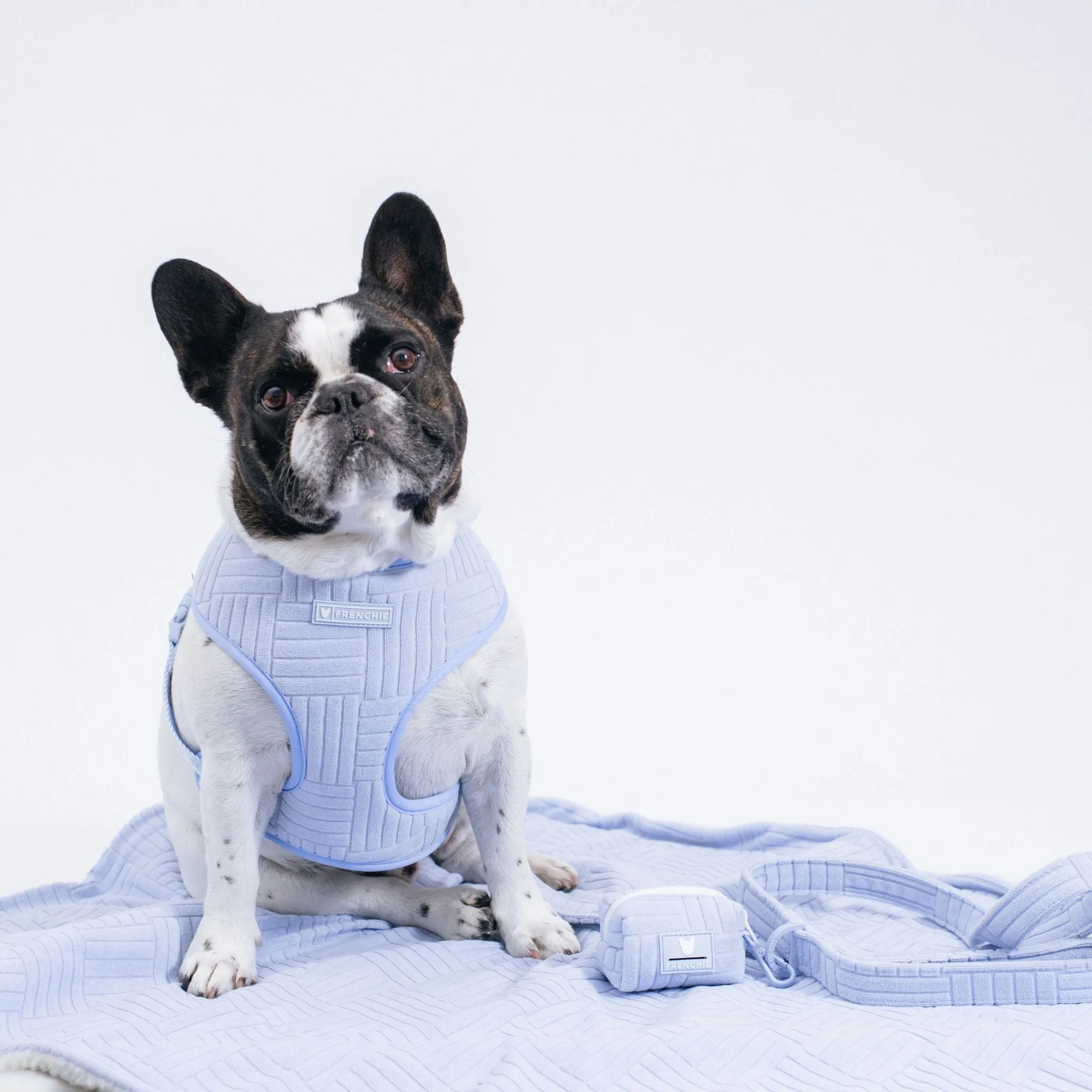 Frenchie Comfort Leash - Terry- Blue