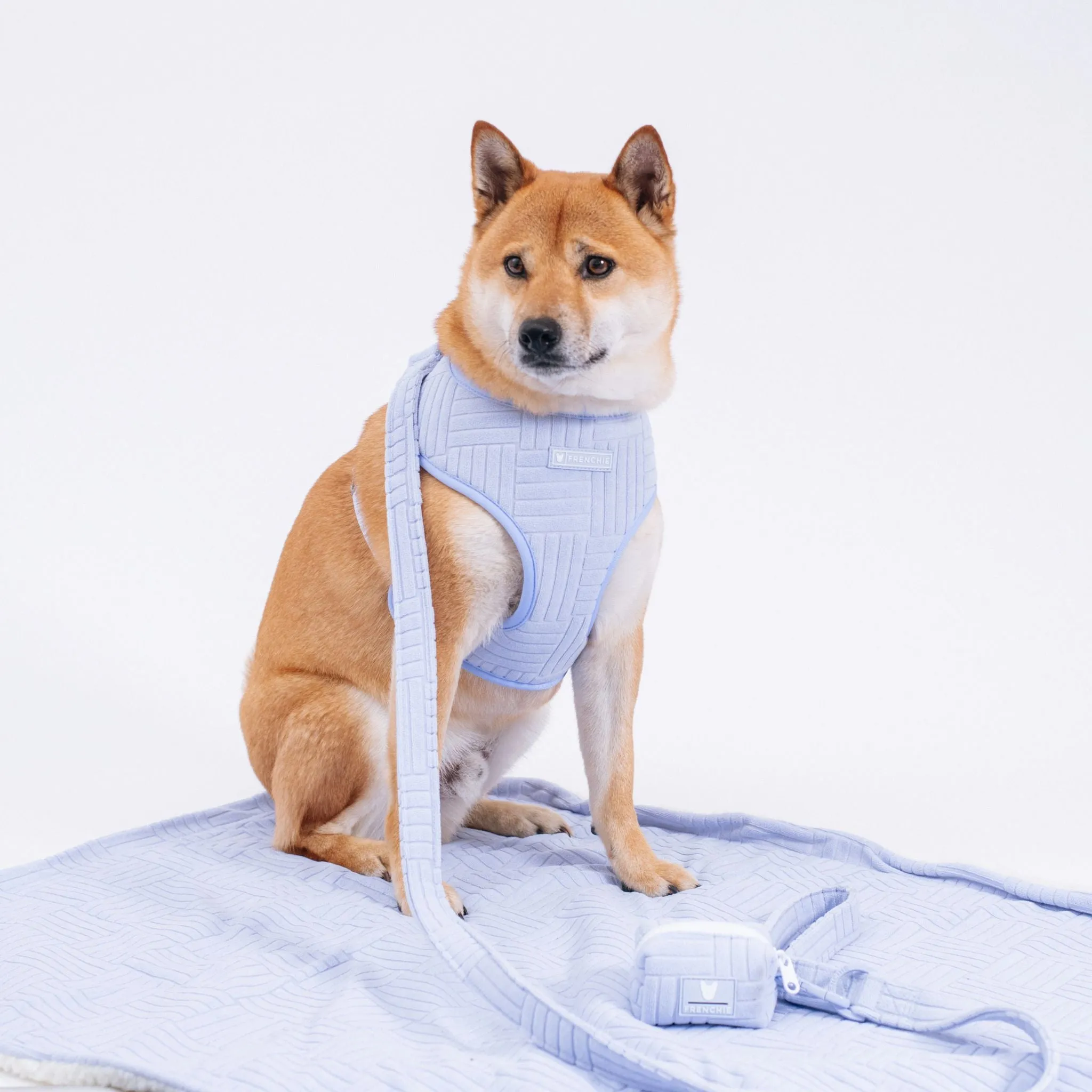 Frenchie Comfort Leash - Terry- Blue