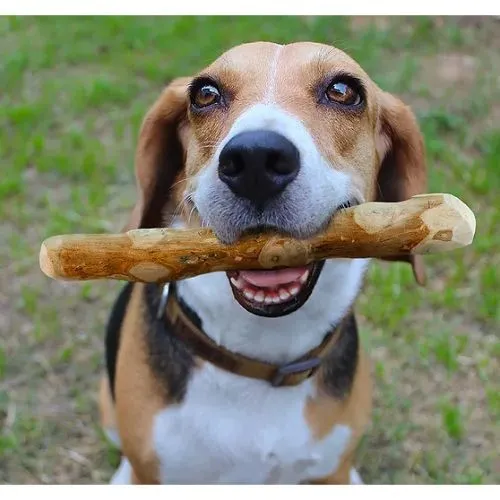 Goodwood Coffee Tree Wood Chew Large 300g