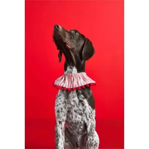 Holiday Pet Collars