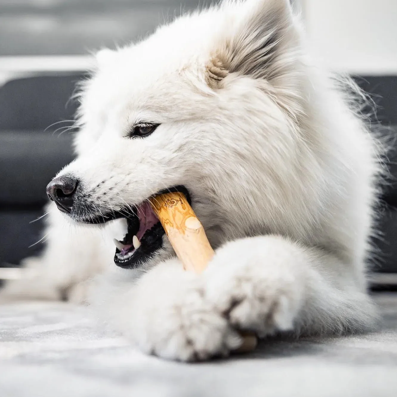 iDoggos Coffee Wood
