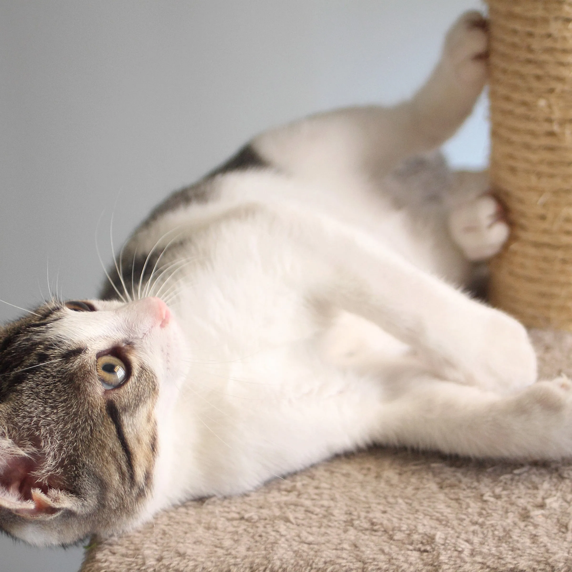 Pet Adobe 5.5FT Cat Tree with Scratch Posts, Beige